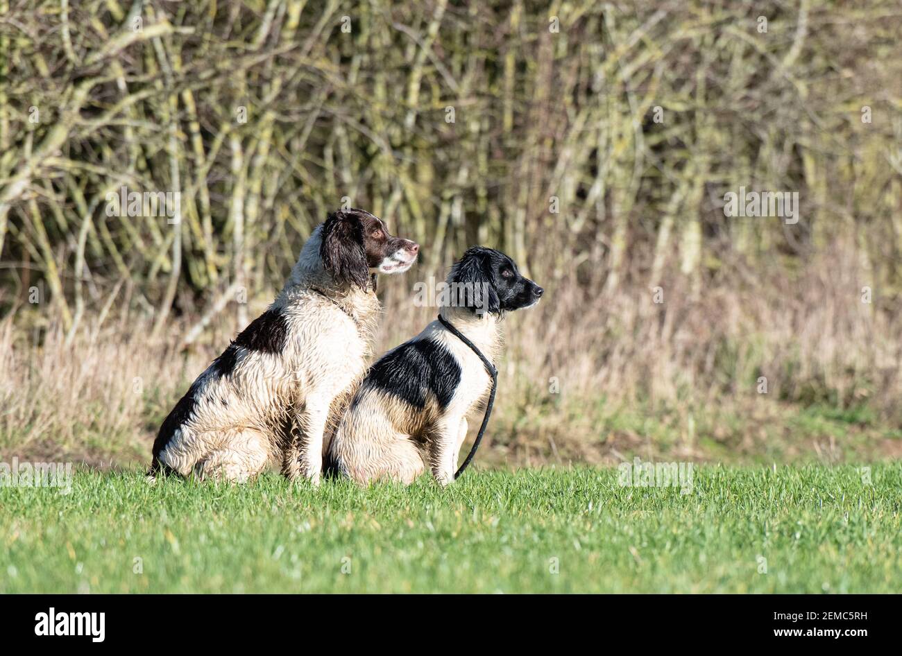 pair of springer spaniels witting in a peg Stock Photo