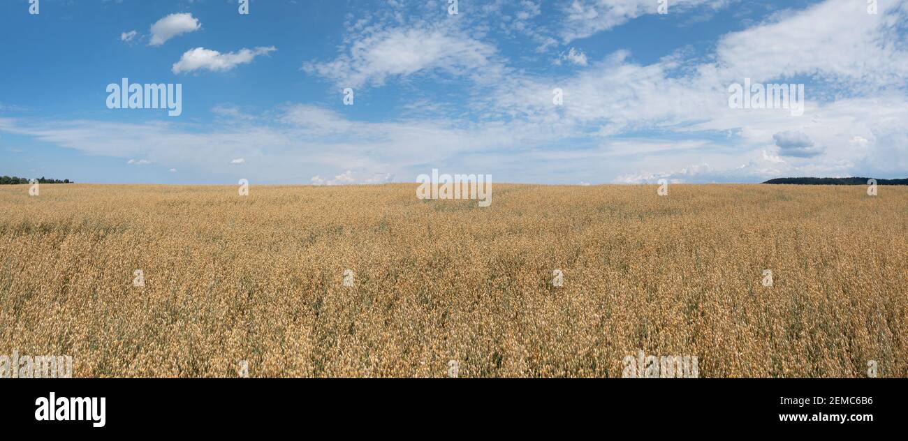 Oat plants grow in a wide field in sunny summer - panorama Stock Photo