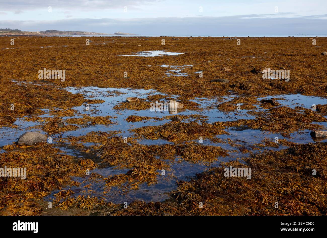 Long distance view of Dunstanburgh Castle from Longhoughton Steel, Northumberland, England, UK Stock Photo