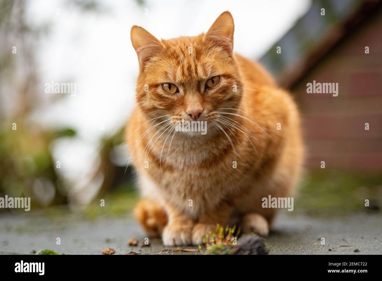 ginger tabby cat Stock Photo