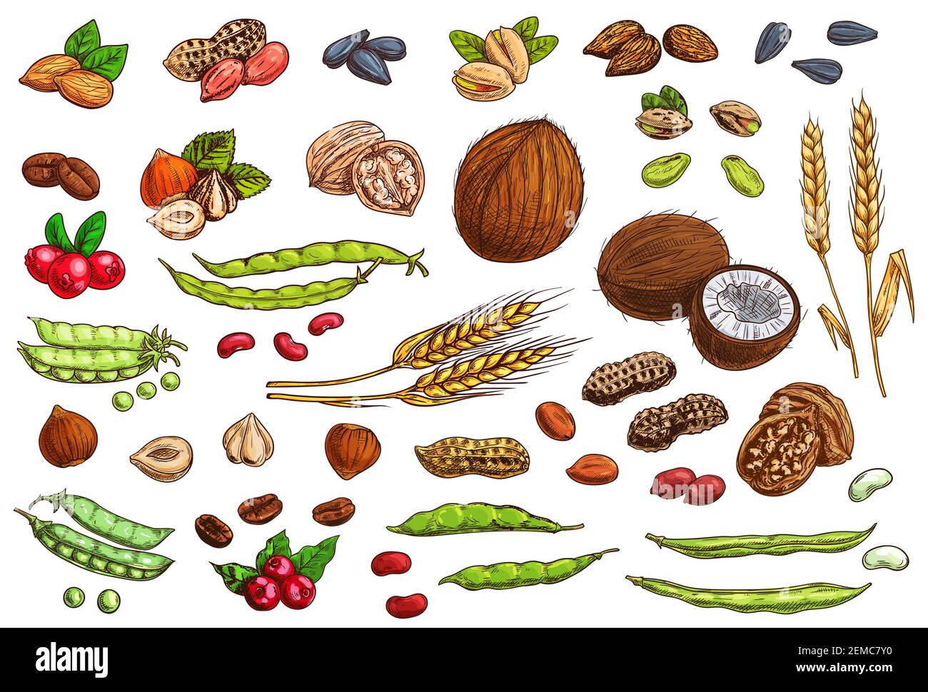 Nuts, beans, legumes and cereal crop vector sketches. Hand drawn almond