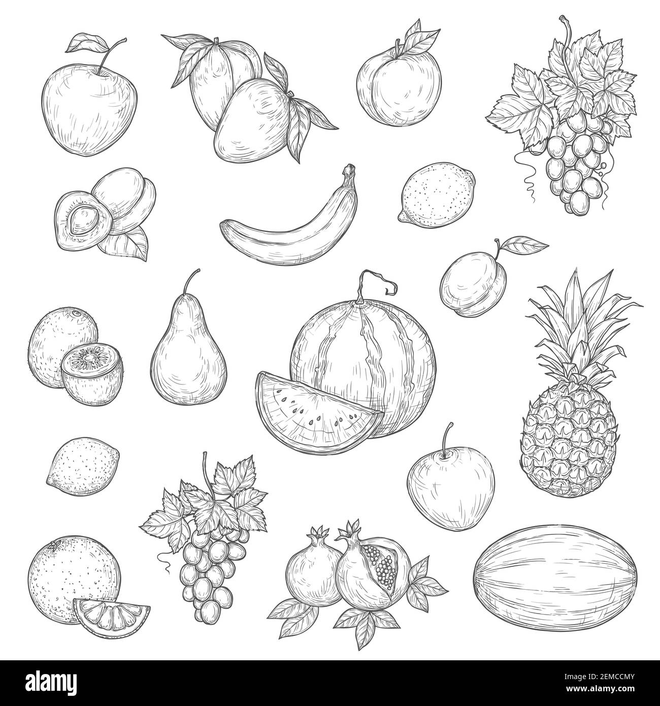 Plum sketches Black and White Stock Photos & Images - Alamy