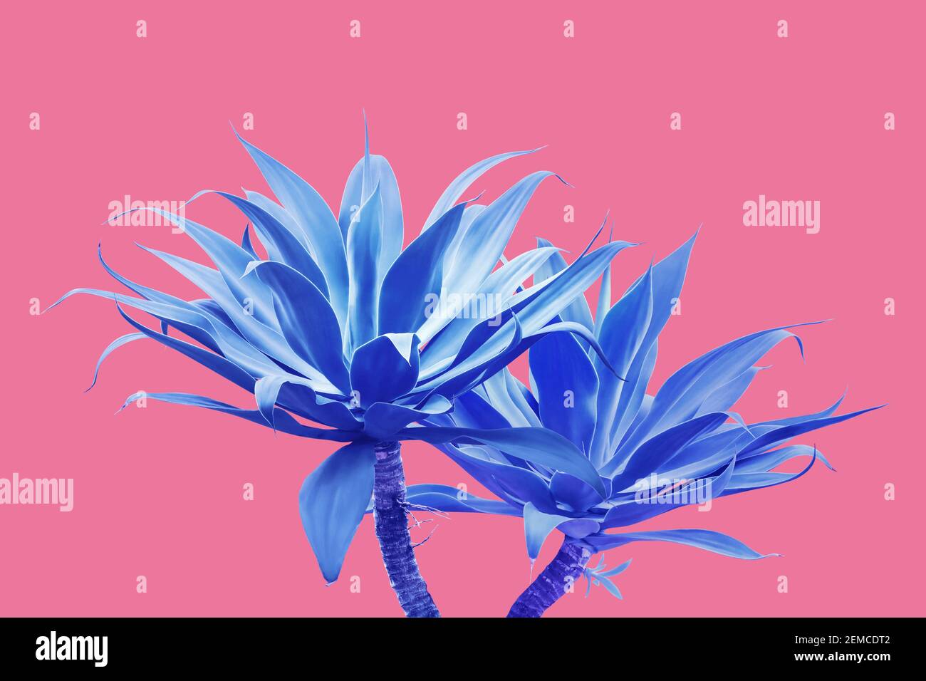 Fox Tail Agave Plants in Blue Tone Color on Bright Pink Background Stock  Photo - Alamy