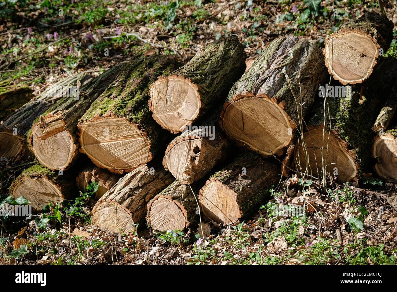 Lyon, France, on February 24, 2021. Logs in a forest. Stock Photo