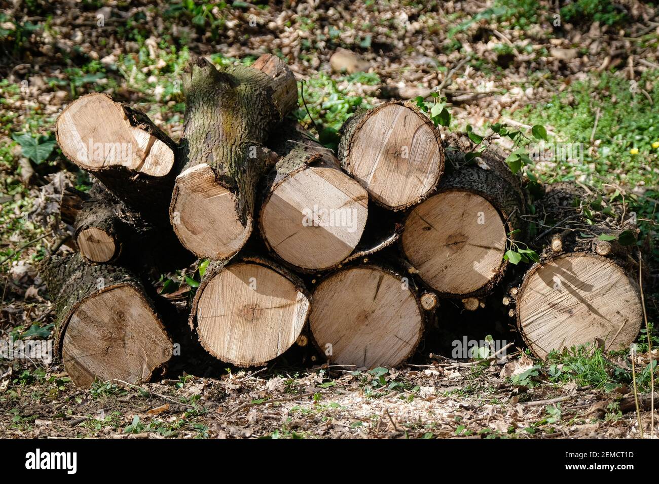 Lyon, France, on February 24, 2021. Logs in a forest. Stock Photo