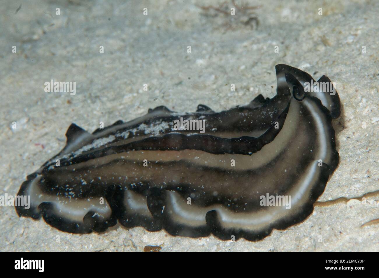 Polyclad Flatworm, Pseudobiceros sp, Raja Ampat, West Papua, Indonesia Stock Photo
