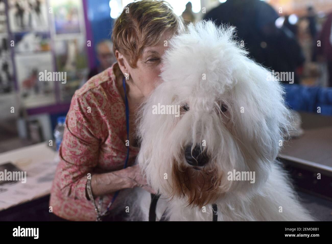 Owner kisses her Old English Sheep Dog named Pippa during the AKC Meet the  Breeds at Piers 92 and 94 in New York, NY, February 9, 2019. The American  Kennel Club (AKC)