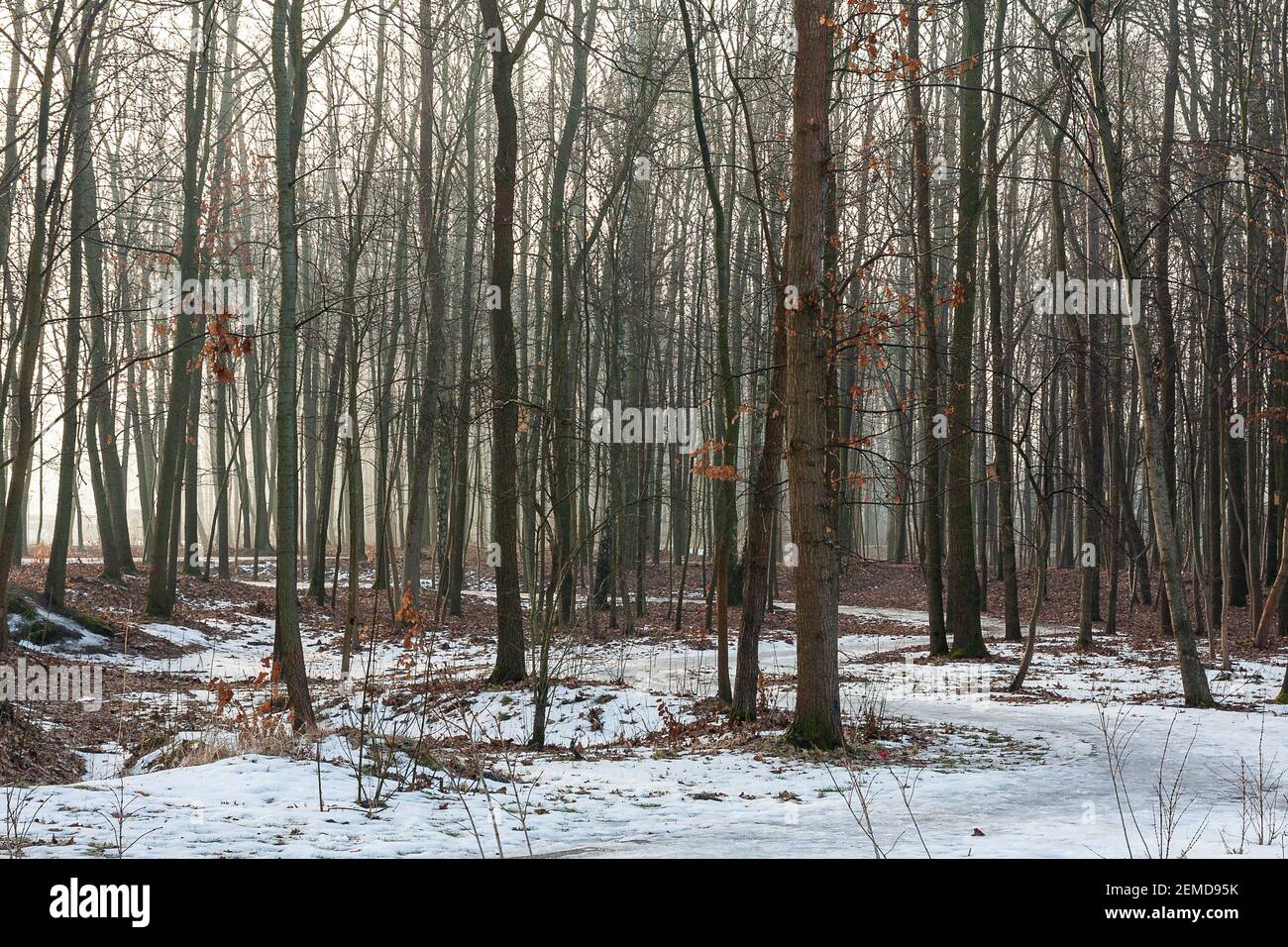 Spring thaw in the park. The morning light. Municipal Park in March, Mazowsze, Poland. Stock Photo