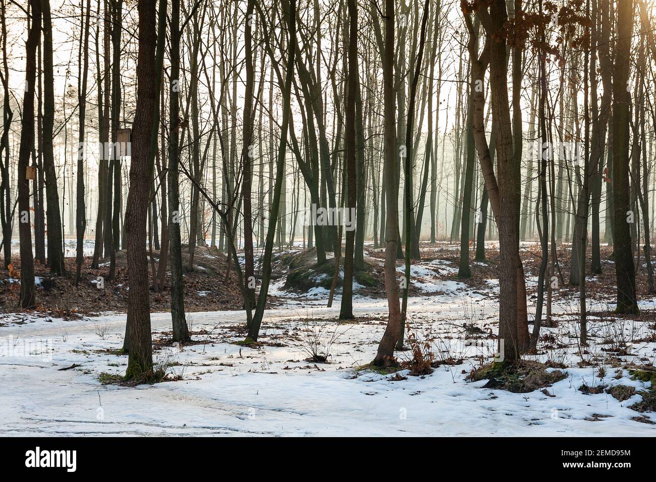 Spring thaw in the park. The morning light. Municipal Park in March, Mazowsze, Poland. Stock Photo
