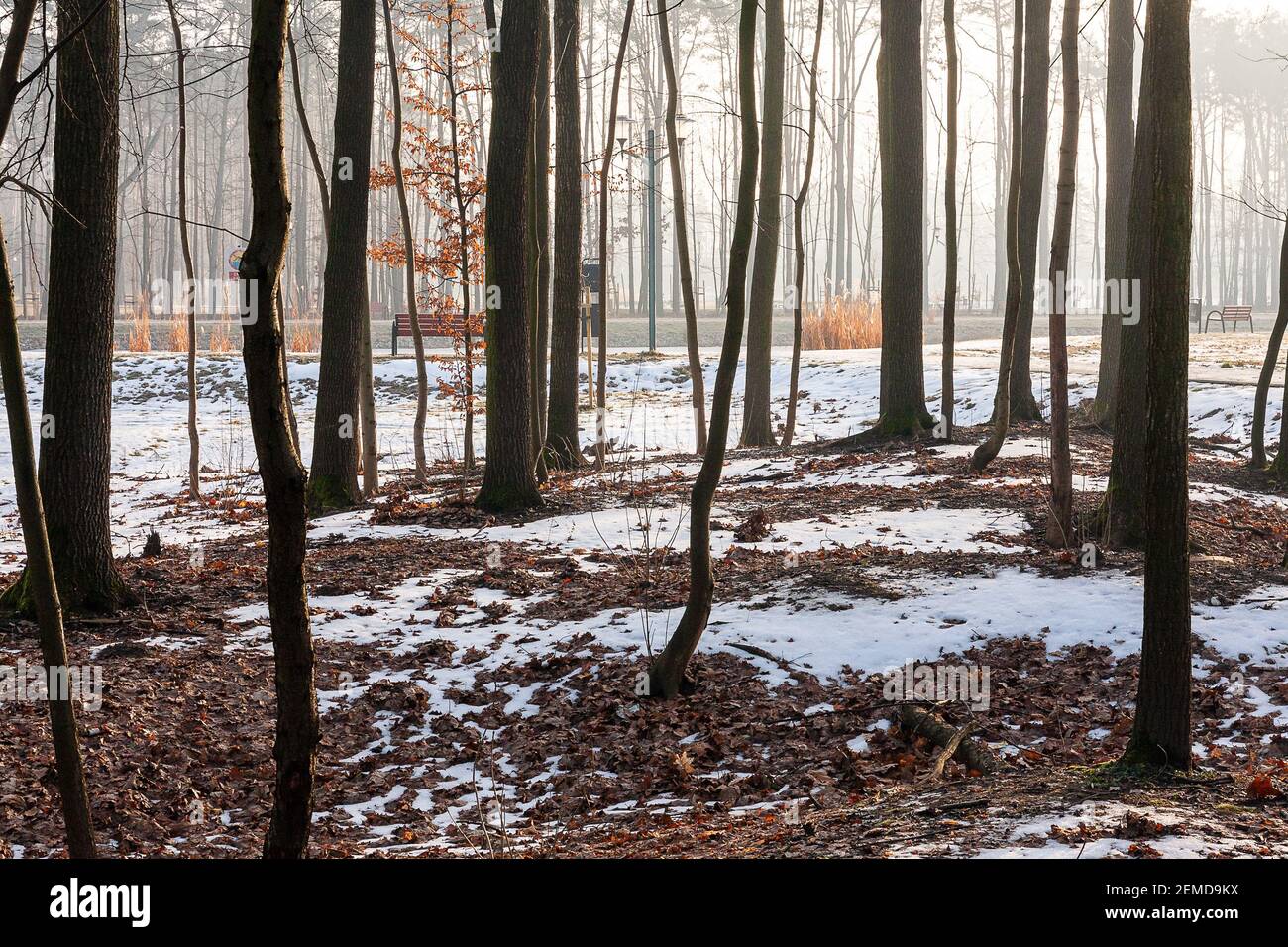 Spring thaw in the park. The morning light. Municipal Park in March, Mazowsze, Poland. Stock Photo