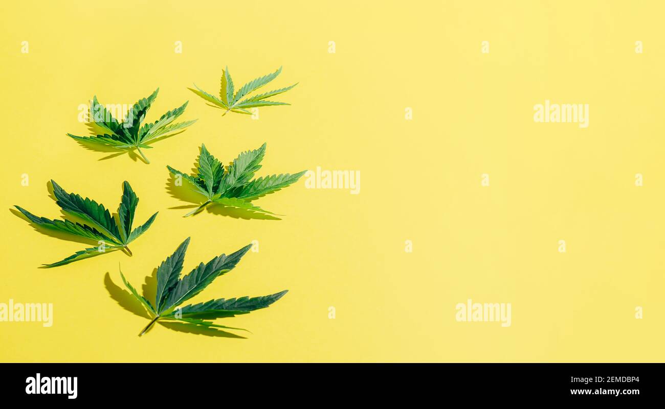 Cannabis marijuana cannabis leaves on yellow blank background. Floral
