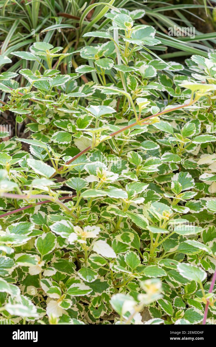 Plectranthus 'Variegata' (Plectranthus coleoides), Variegated Plectranthus, garden and indoor plant Stock Photo