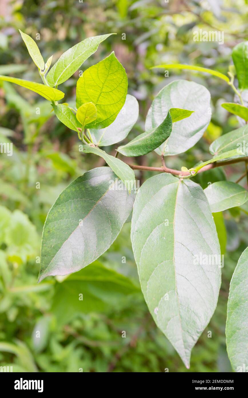 Close up of leaves of a Sandpaper Fig or Creek Sandpaper Fig (Ficus