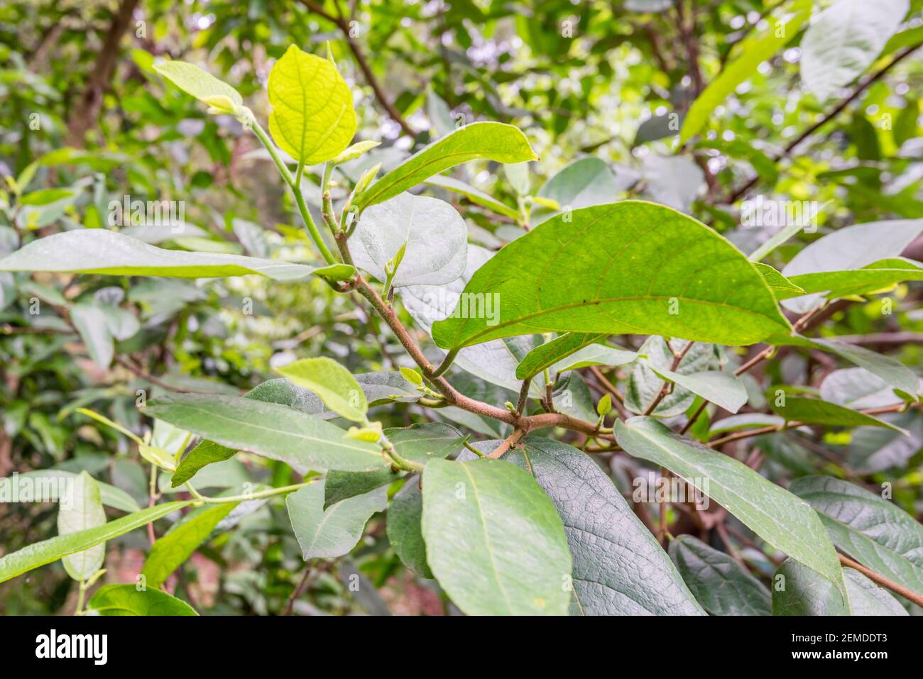 Close up of leaves of a Sandpaper Fig or Creek Sandpaper Fig (Ficus