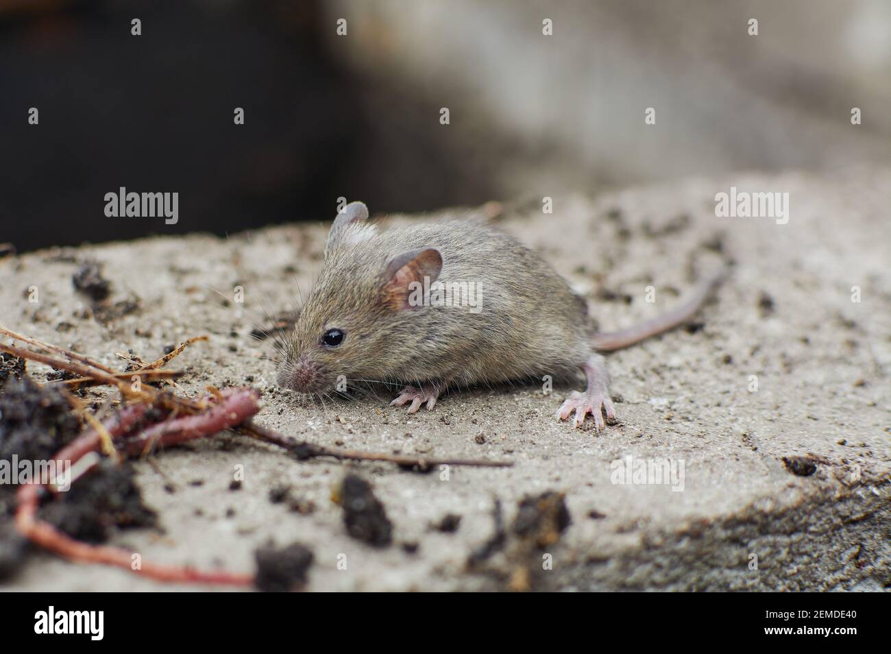 Small gray mouse. Field rodent. Scared little mouse in natural habitat Stock Photo Alamy