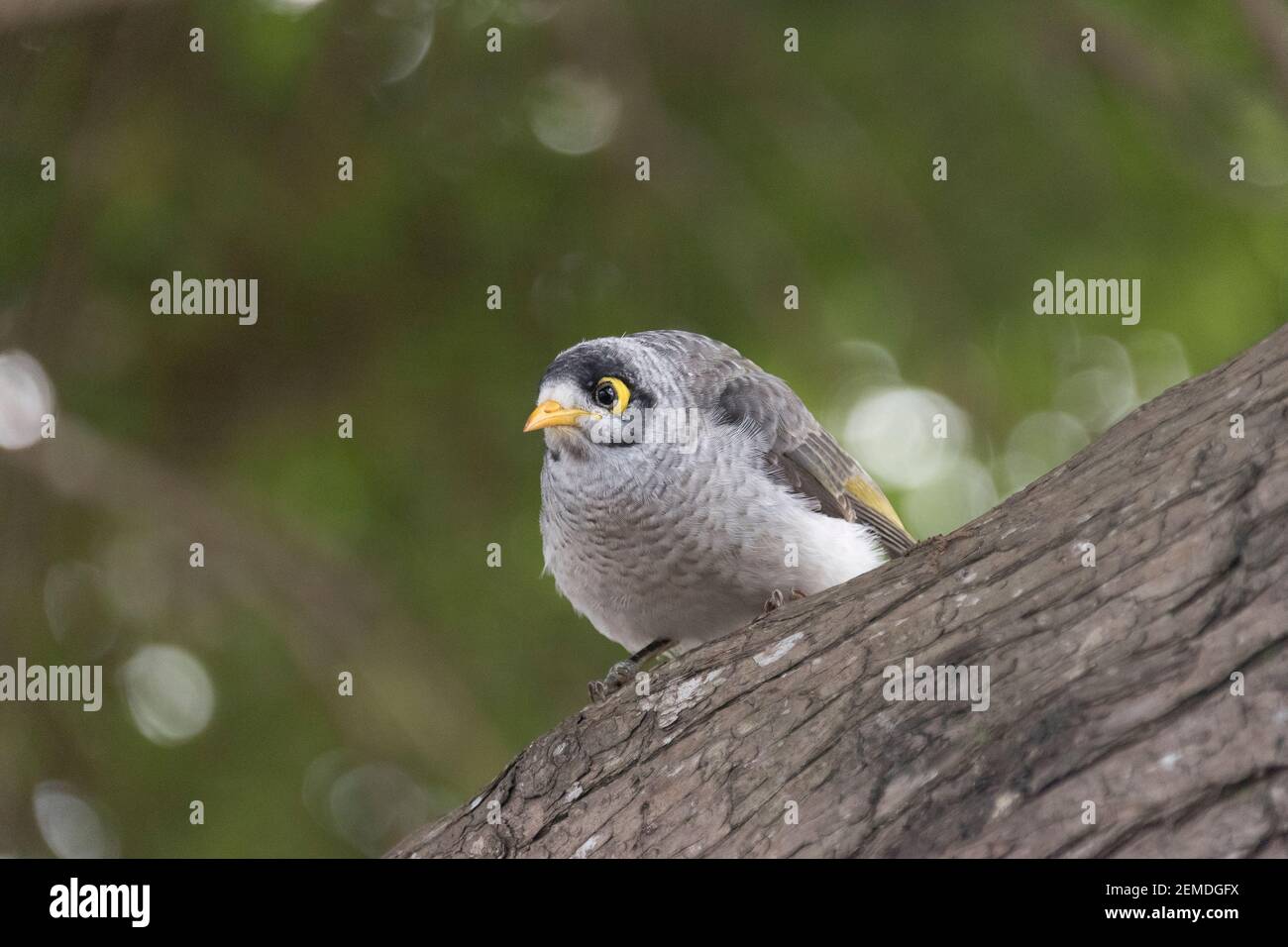 A young, immatutre noisy miner bird (Manorina melanocephala) perched on a branch watching people in Queensland, Australia. Stock Photo