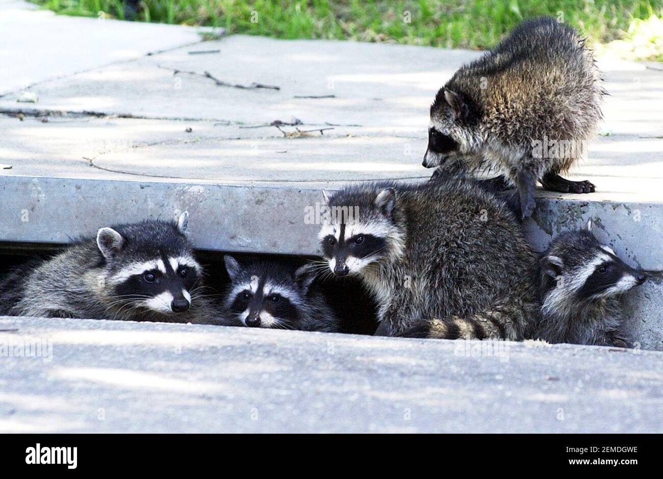 Raccoons use storm drains as highways to travel from their dens into