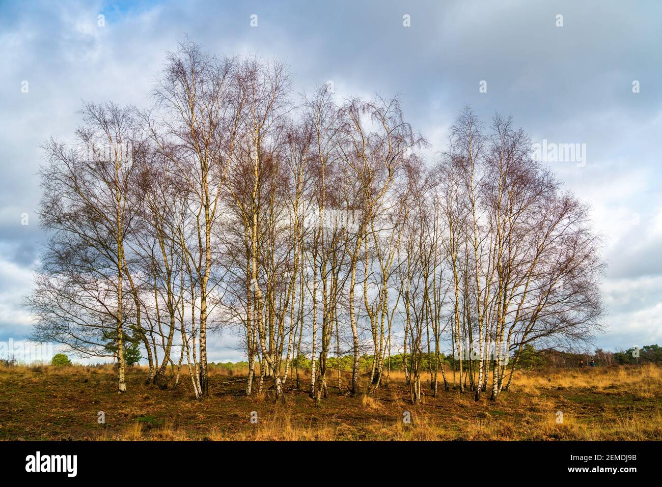 Heath landscape in winter in Netherlands with group of birch trees