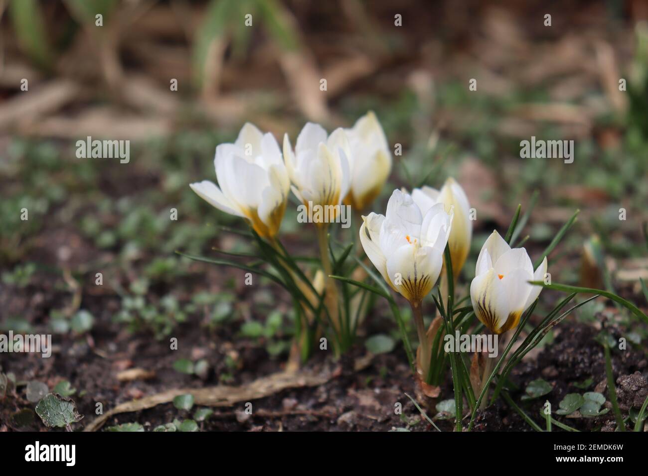 Blooming white crocus Stock Photo