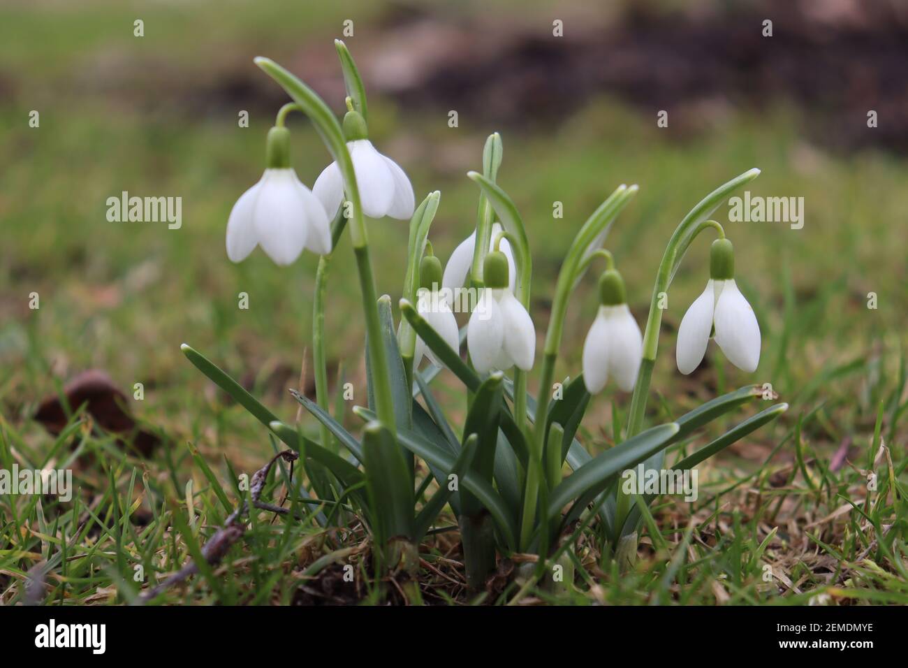 Blooming snowdrop Stock Photo