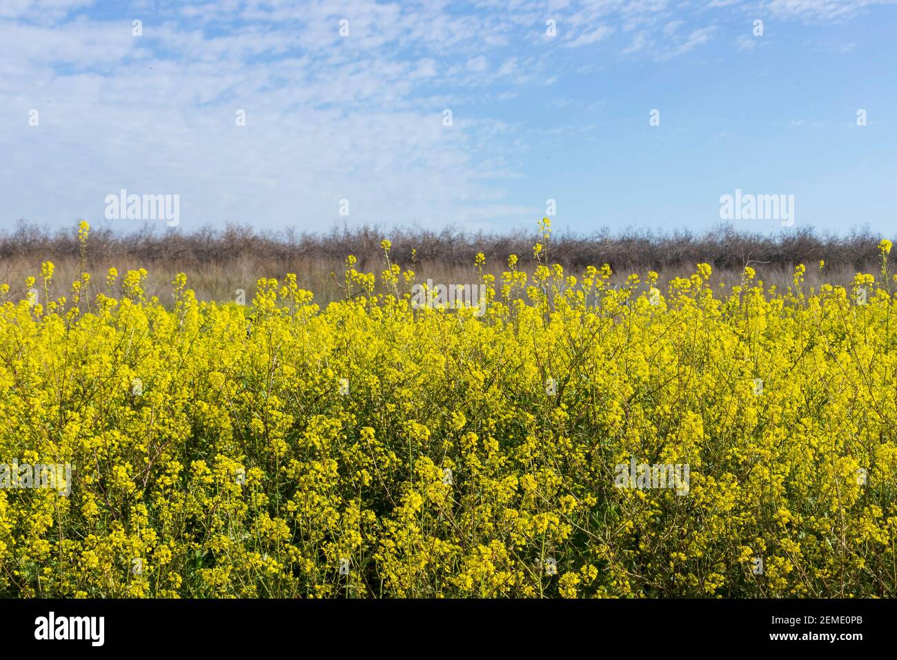 Closeup flowers of Rapeseed, Yellow, Mustard Plant Picture. Israel Stock Photo