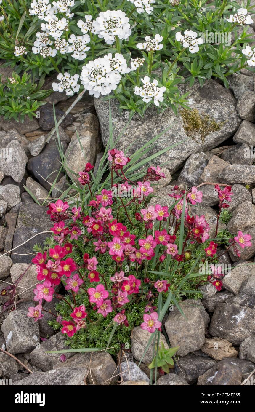 Saxifrage and candytuft (Iberis Sempervirens) in a rockery (England, UK) Stock Photo