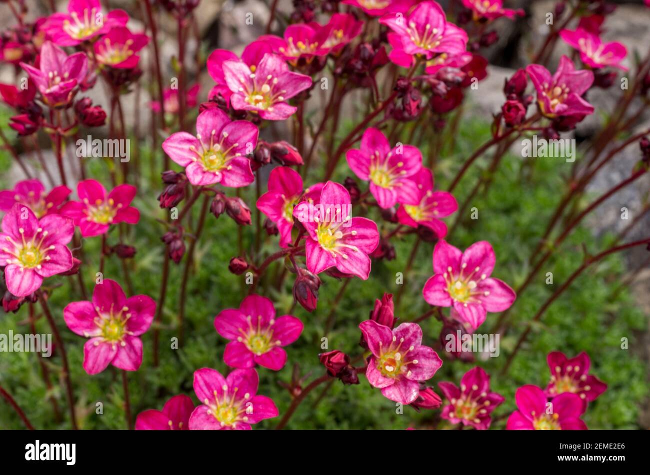 A clump of magenta saxifrage in a rickery Stock Photo