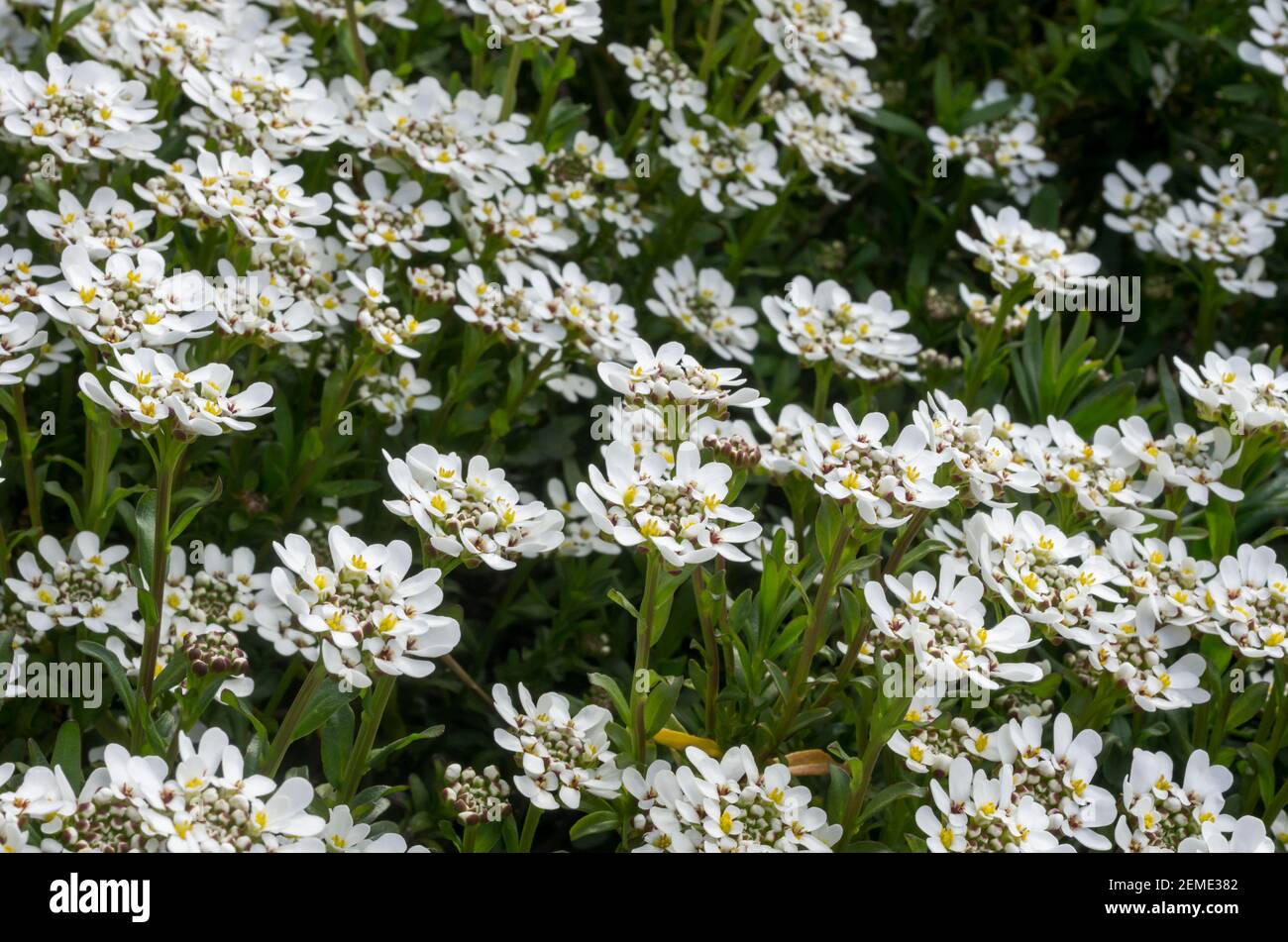 Candytuft flowers (Iberis Sempervirens) in spring Stock Photo