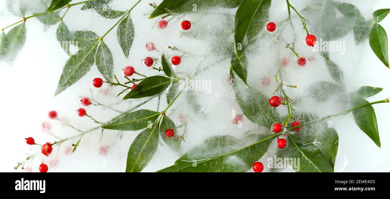 Frozen flowers. Japanese bamboo with red berries, top view. Beautiful flowers arrangement Stock Photo