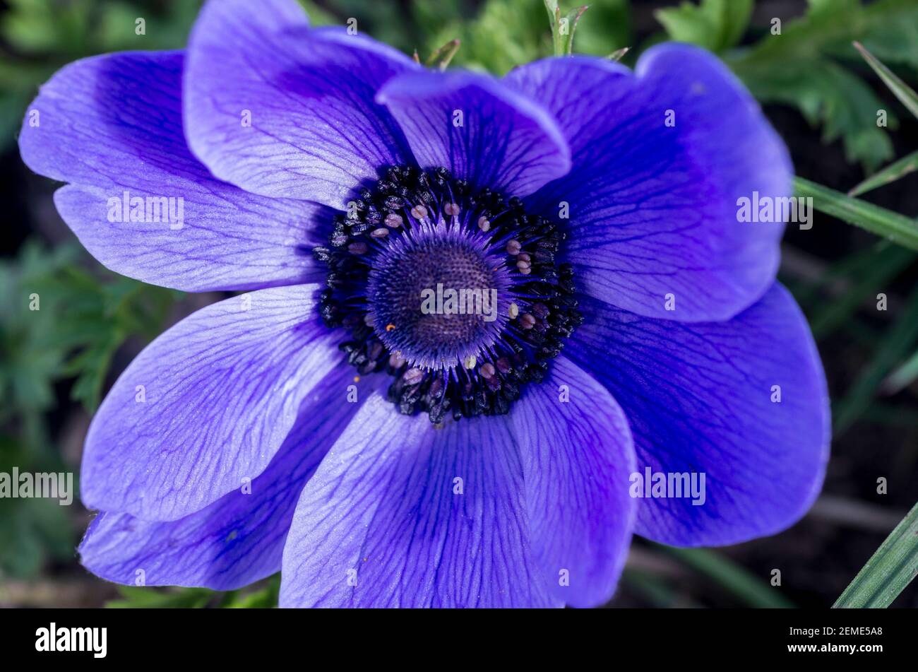 A single bloom of a blue anemone in spring - Anemone coronaria '(De Caen Group) Mister Fokker' (England, UK) Stock Photo
