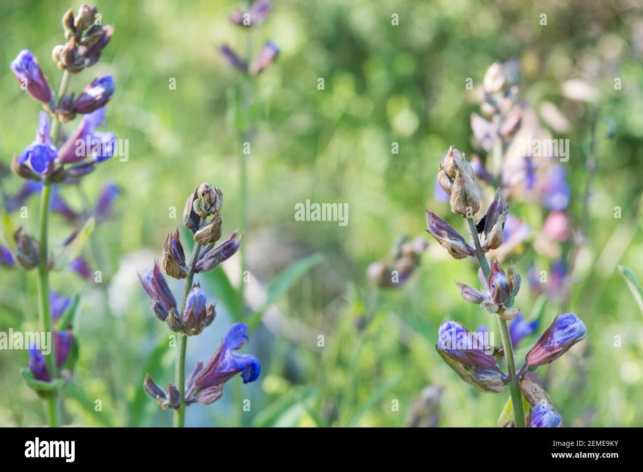 Common sage, Salvia officinalis, with blue and purplish flowers, on the sunny meadow, Mediterranean medicinal herb, from Croatia Stock Photo