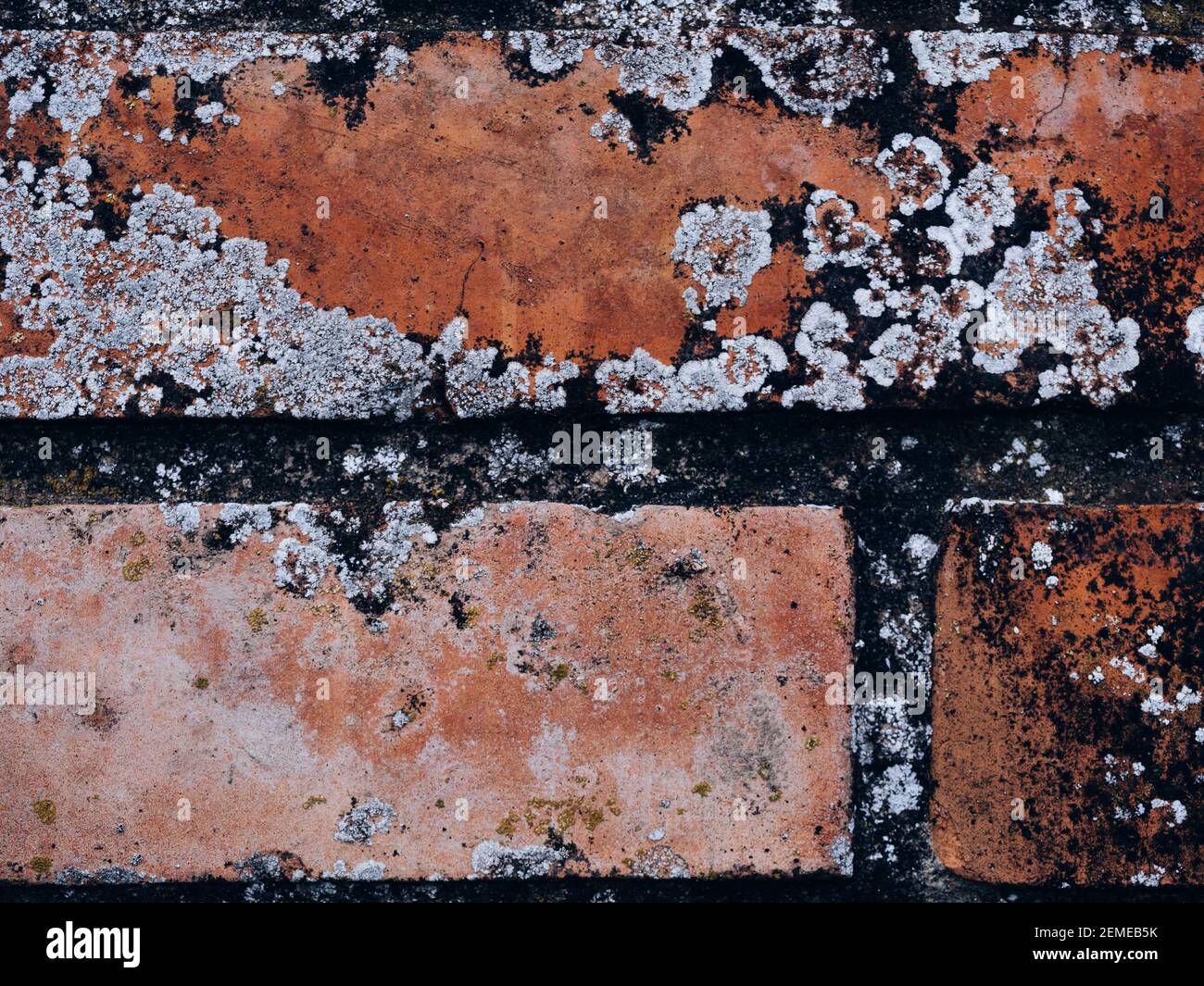 Mold on the brick wall. Closeup of damage caused by efflorescent of