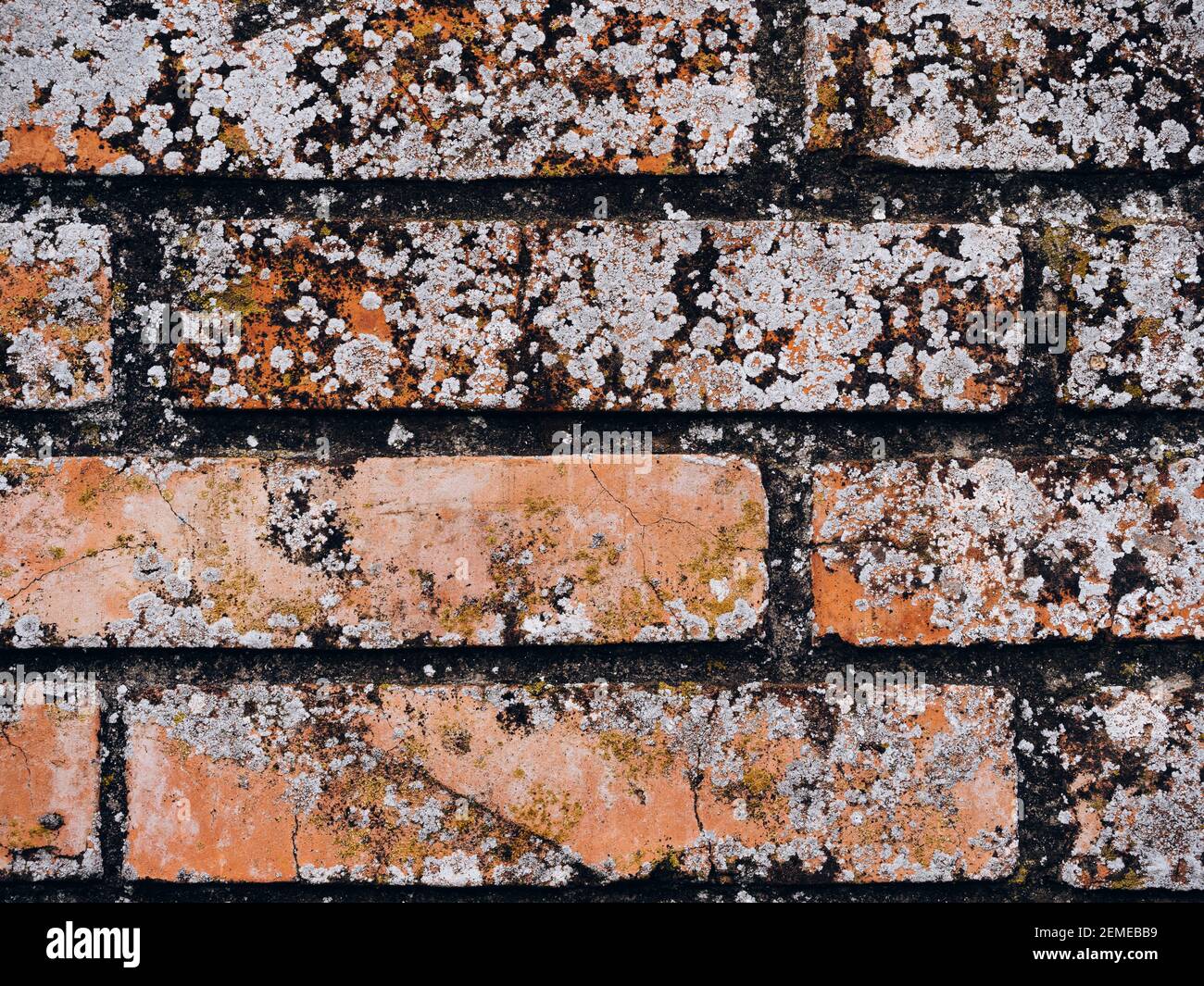 Mold on the brick wall. Closeup of damage caused by efflorescent of