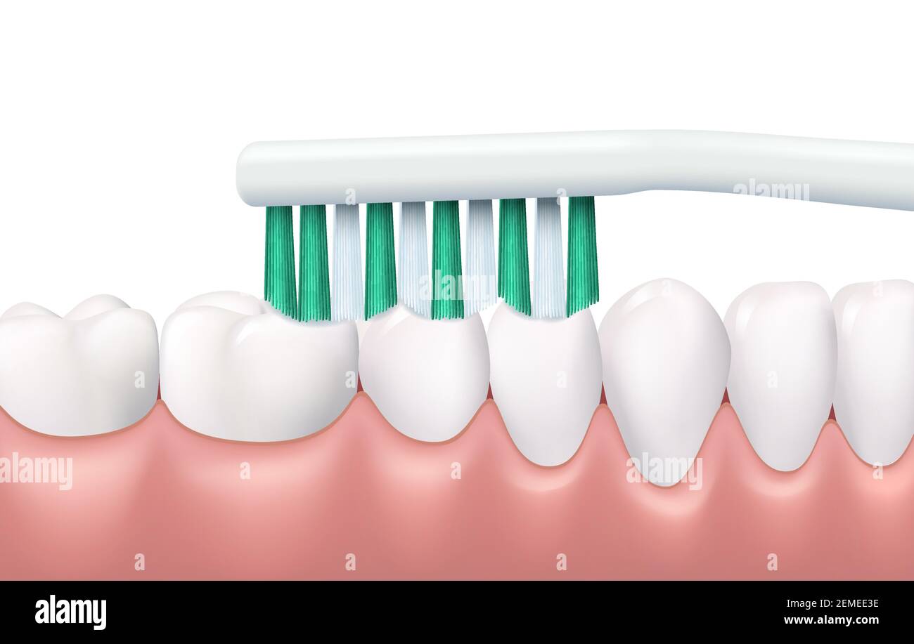 Teeth and gums brushing, 3d vector tooth brush cleaning white healthy