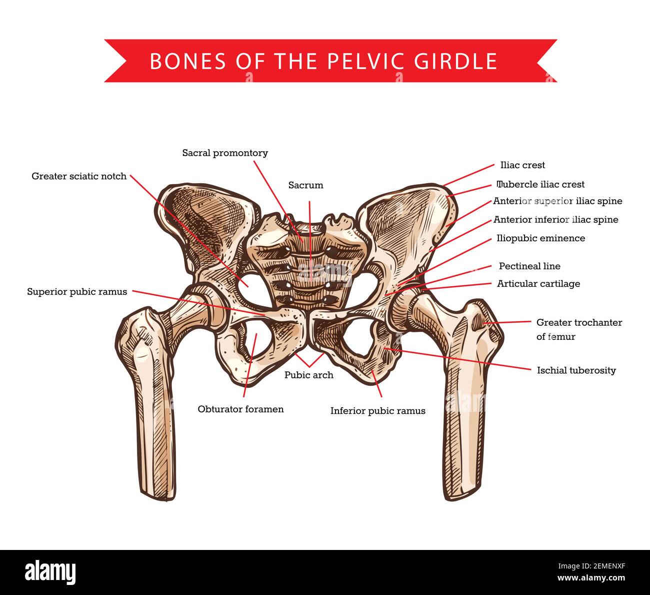 Pelvis bones of pelvic girdle, vector sketch of human anatomy and