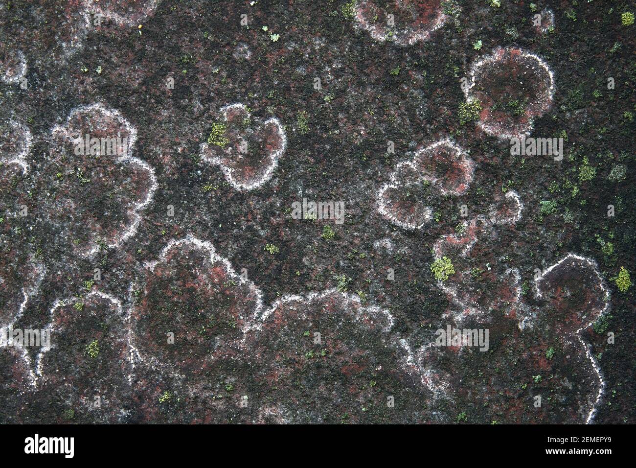 Spectacular lichen colony on grey concrete stone in the city; color macro photo. Stock Photo