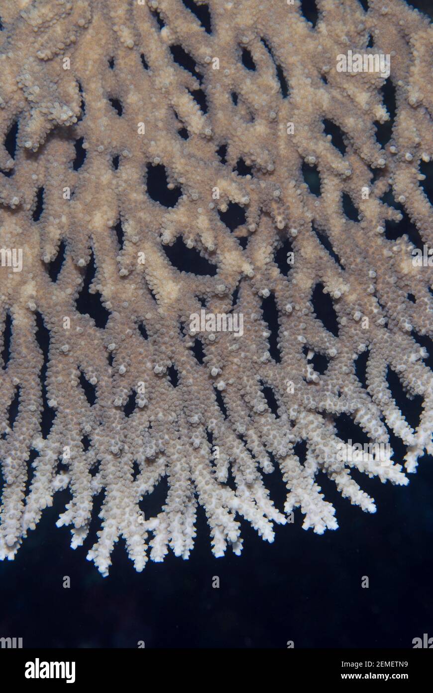 Table Coral, Acropora sp, plate detail, Lava flow dive site, near Banda Neira, Banda Sea, Indonesia Stock Photo