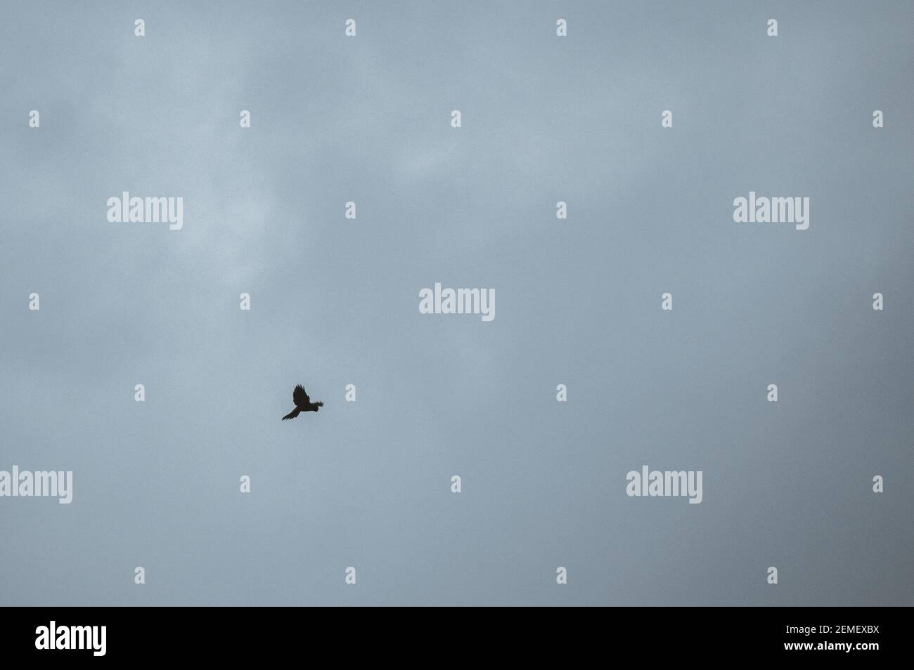 Black bird on a gray sky Stock Photo