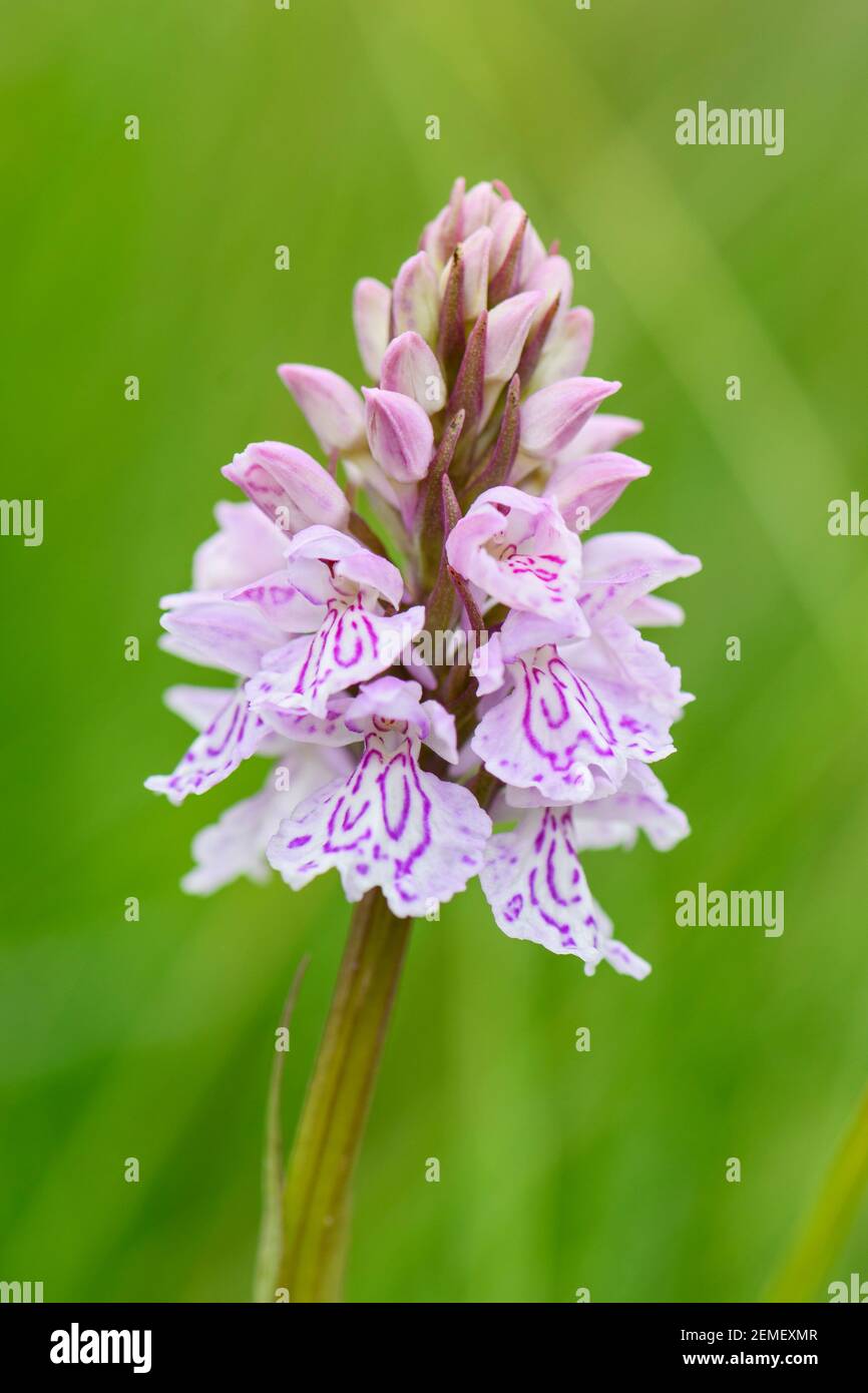 Heath Spotted-orchid - Dactylorhiza maculata, beautiful colored orchid from North European meadows and marshes, Shetlands, Scotland, United Kingdom. Stock Photo