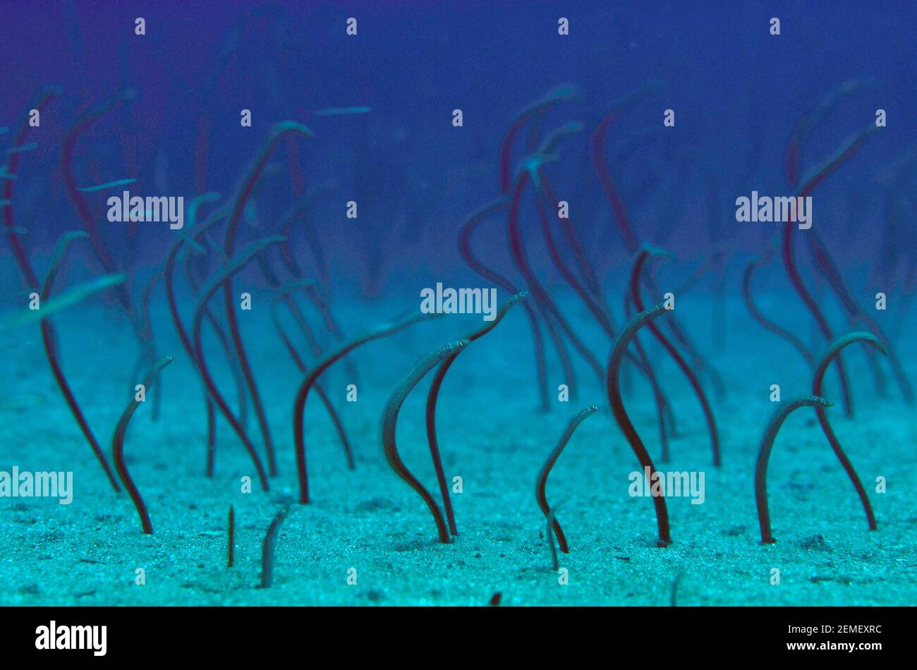 Array of Spaghetti Garden Eels, Gorgasia maculata, in holes waving in the current, Surai River, Wetar Island, near Alor, Banda Sea Stock Photo
