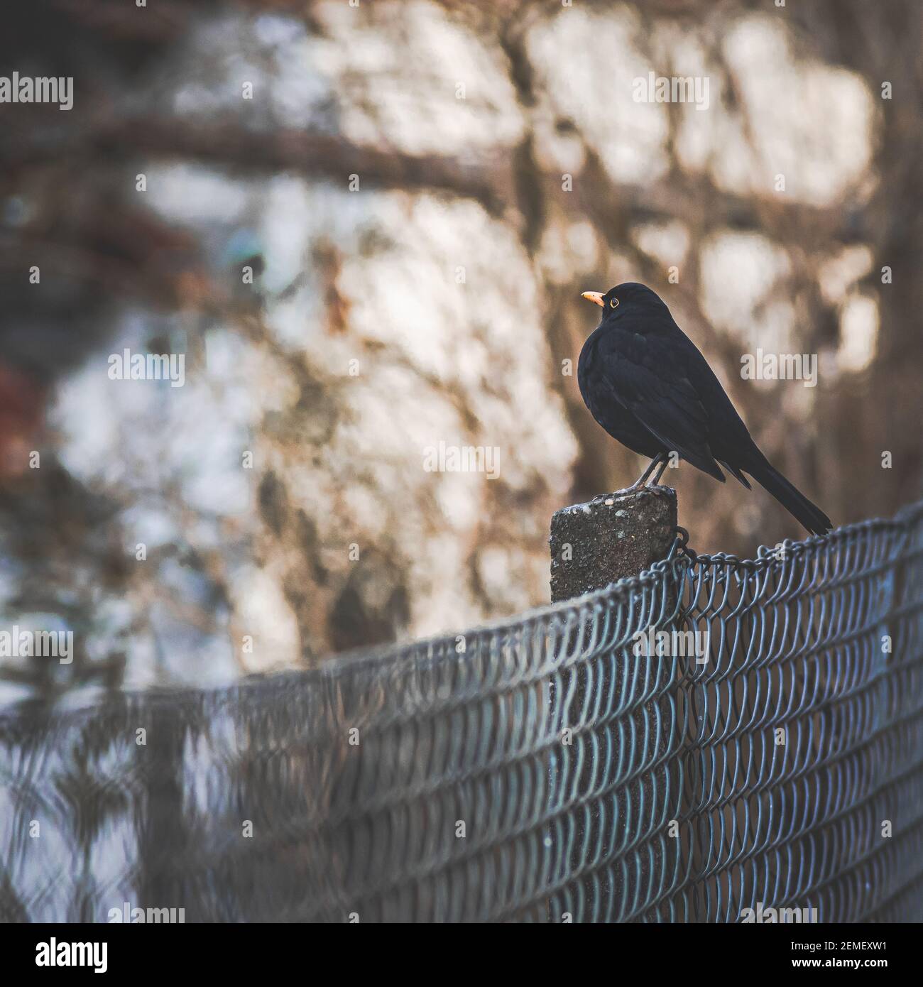 Black bird on a fence Stock Photo