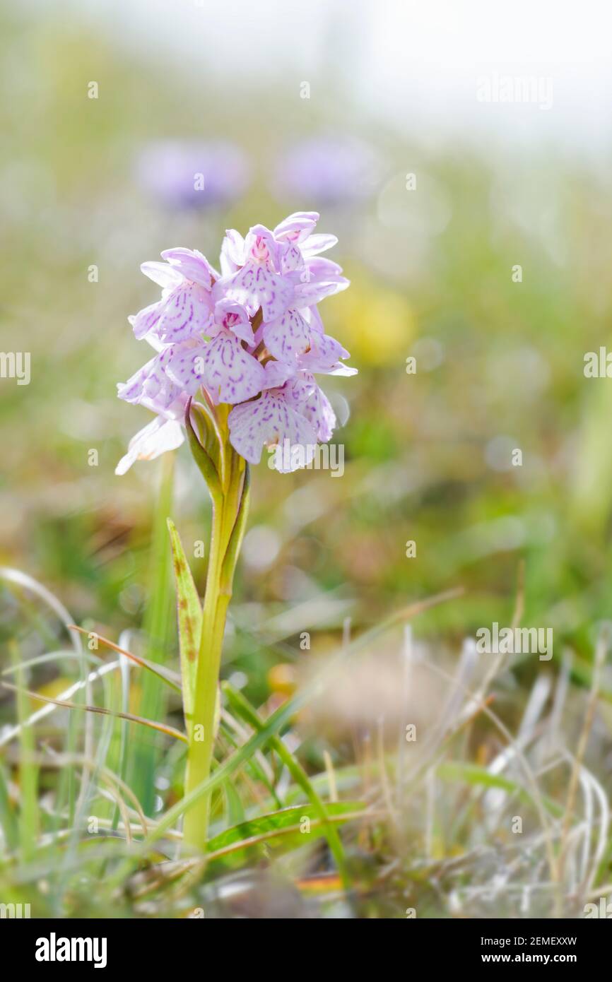 Heath Spotted-orchid - Dactylorhiza maculata, beautiful colored orchid from North European meadows and marshes, Shetlands, Scotland, United Kingdom. Stock Photo