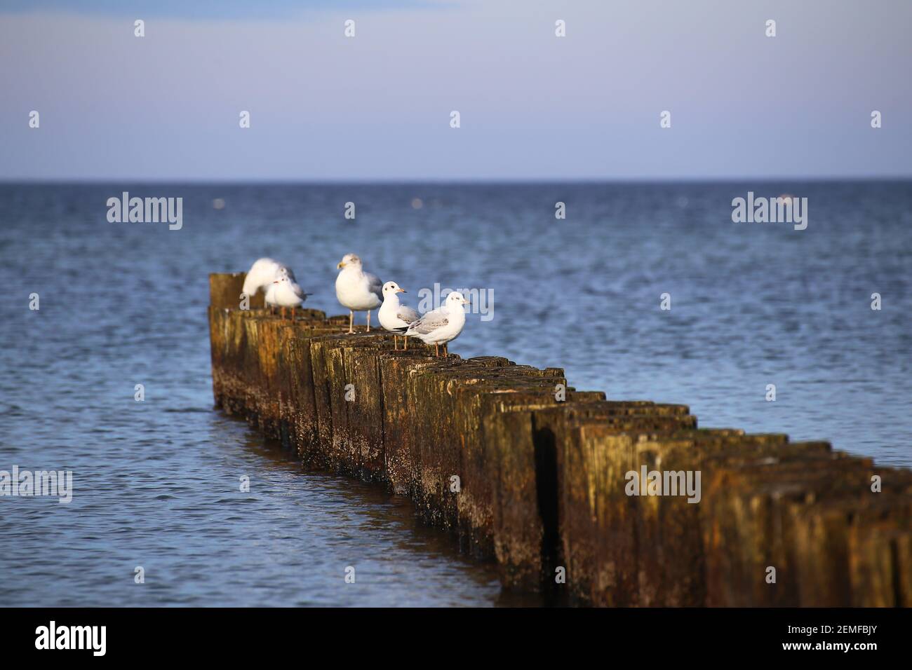 Gulls sitting on groynes at the Baltic Sea. Stock Photo
