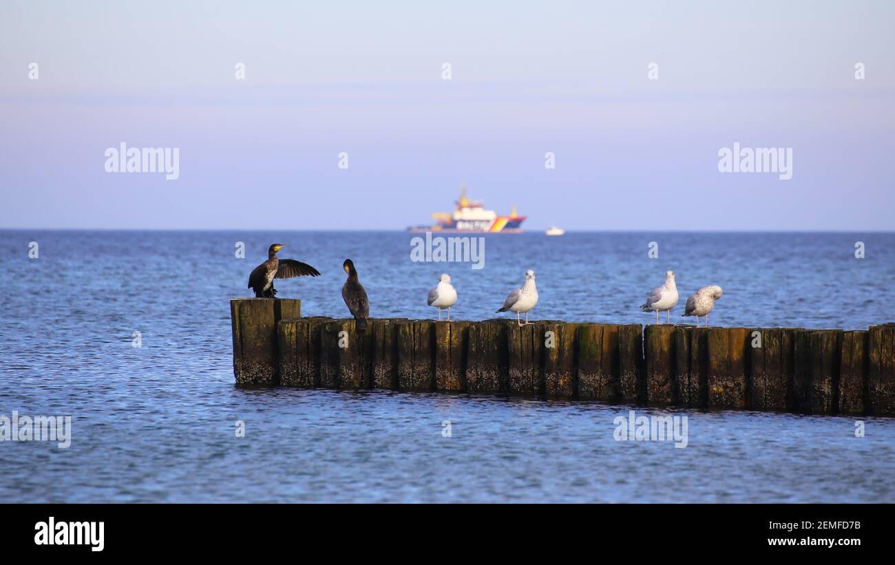 Water birds sitting on groynes at the Baltic Sea. Stock Photo
