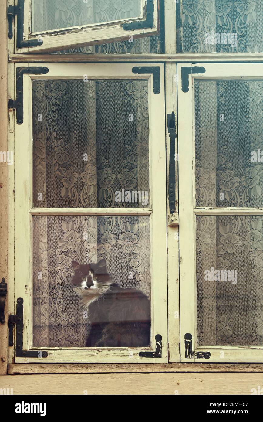 Black fluffy grumpy cat sit in old vintage window; vintage colored ...