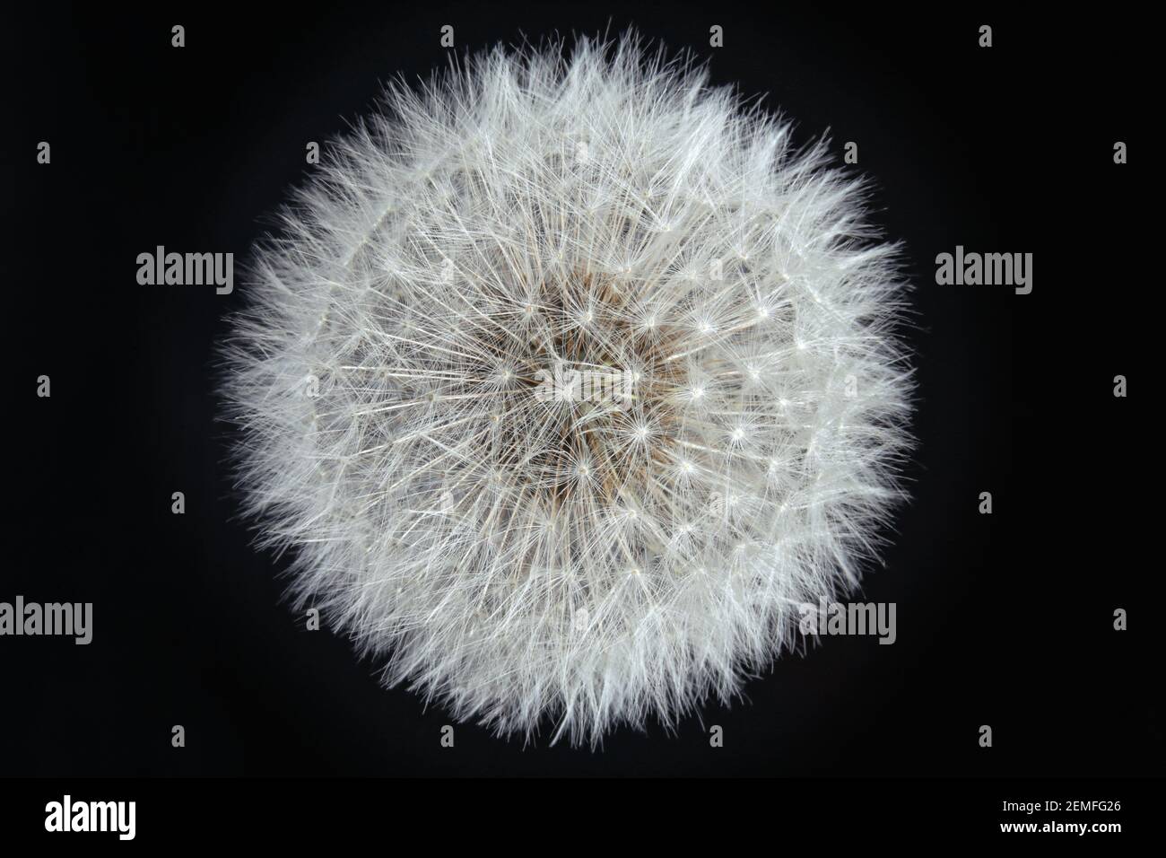 Close up Intact Dandelion (taraxacum officinale) white seed head in front of black background; isolated color studio photo. Stock Photo