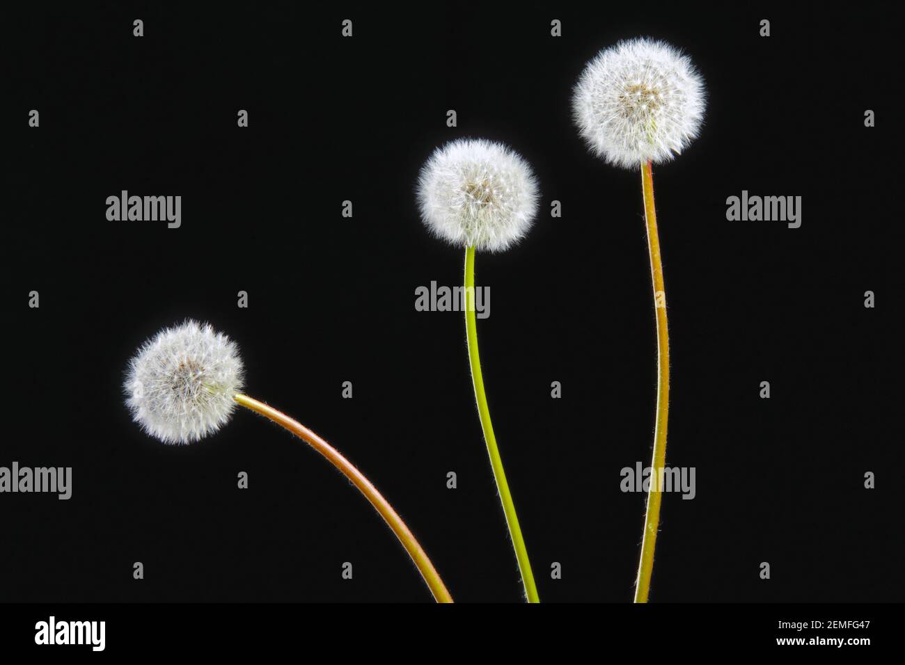 Three blooming fluffy white dandelions (taraxacum officinale)on a black background; isolated studio photo. Stock Photo
