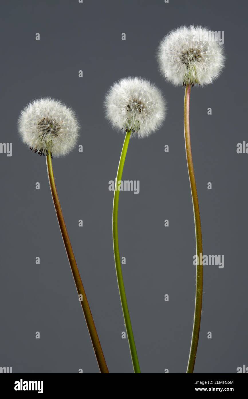 Three fluffy dandelions (taraxacum officinale) on grey background; color studio photo. Stock Photo