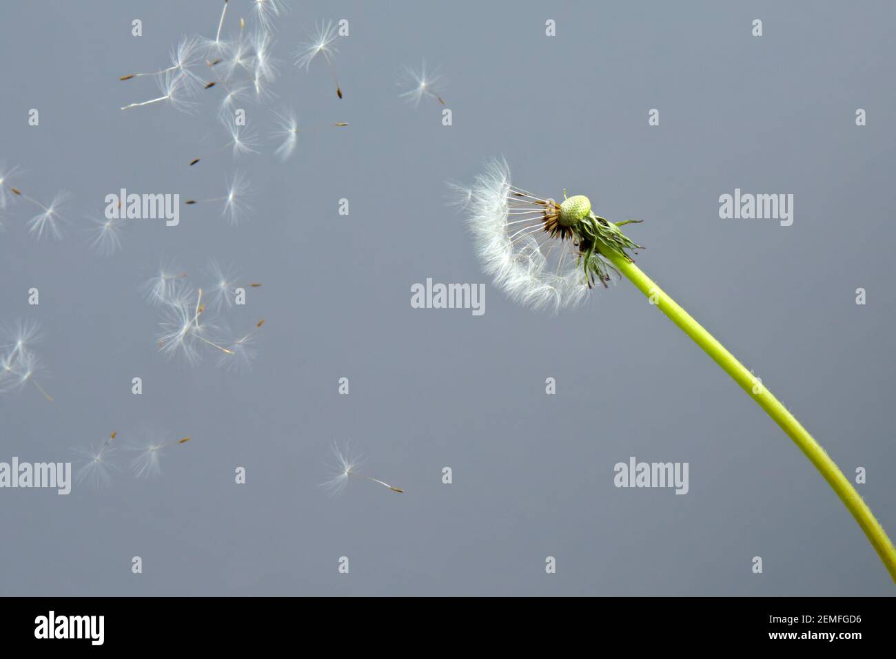 Dandelion (Taraxacum officinale) with flying seeds on grey background; isolated color studio photo. Stock Photo