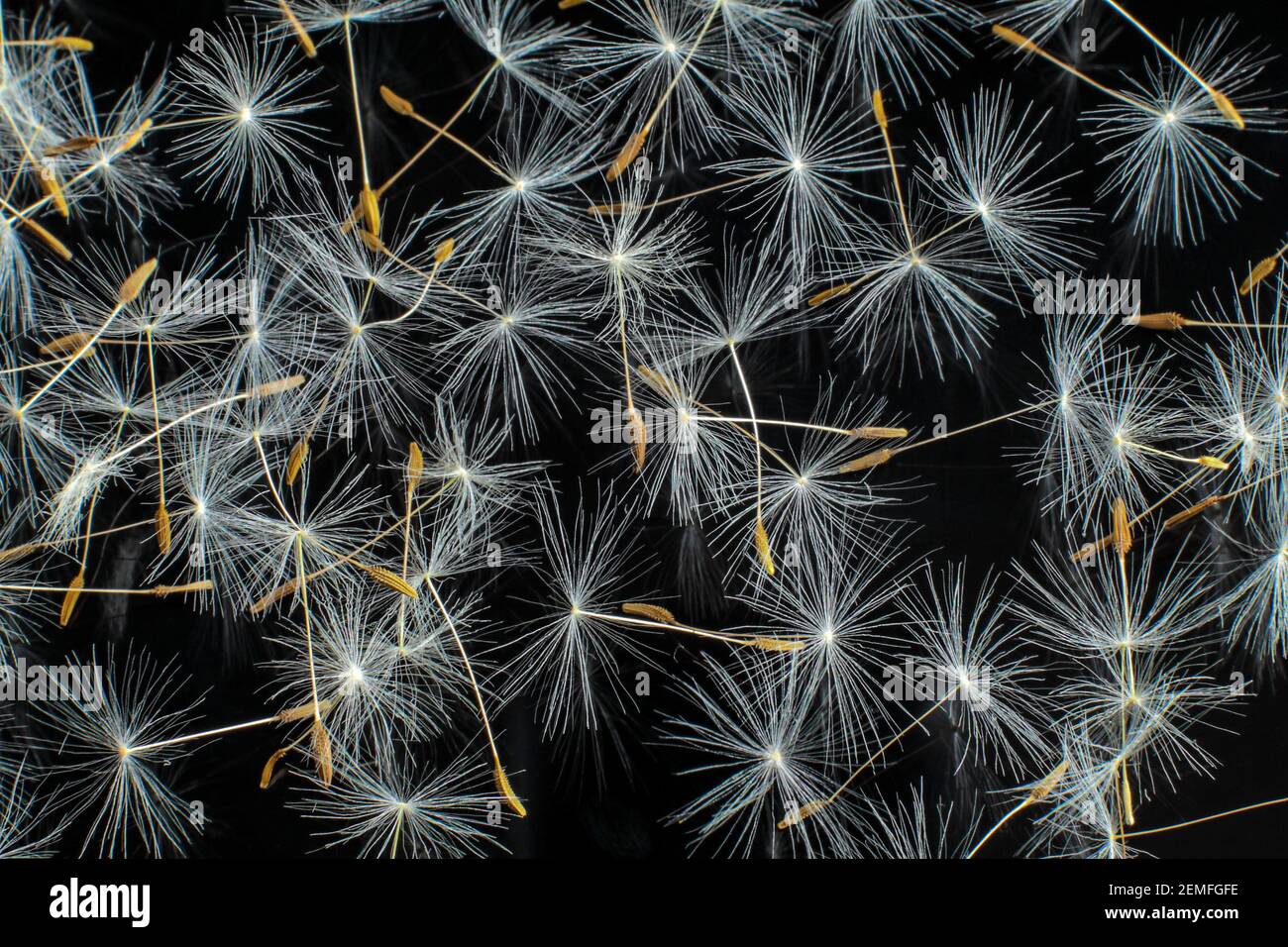 Polling allergy hi-res stock photography and images - Alamy